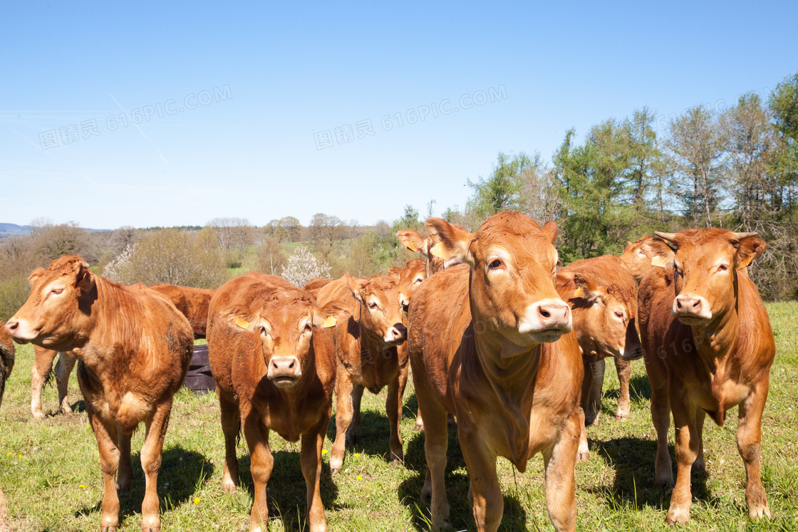 蓝天树木与在牧场上的牛群高清图片