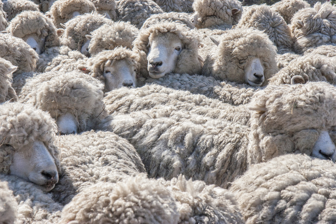紧挨着彼此的一群绵羊摄影高清图片