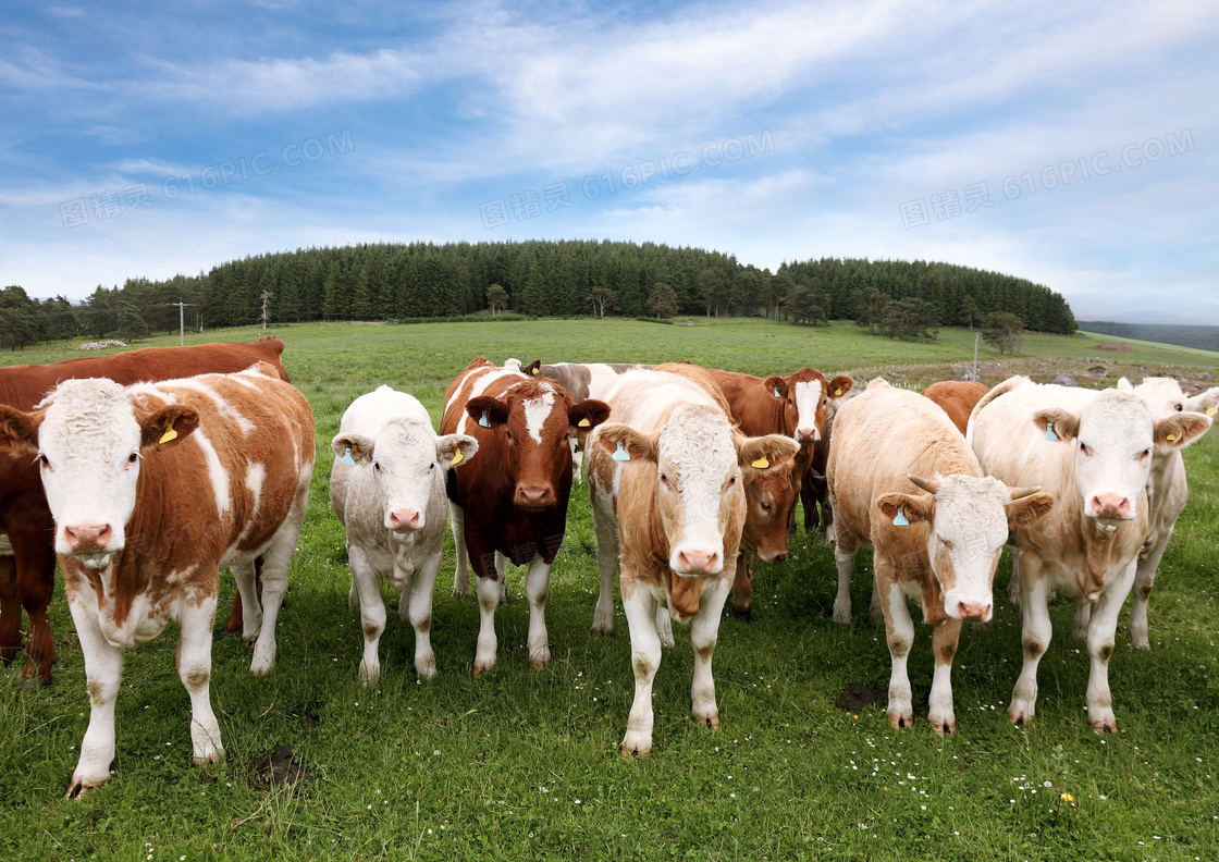 在草原上集合在一起的牛群高清图片