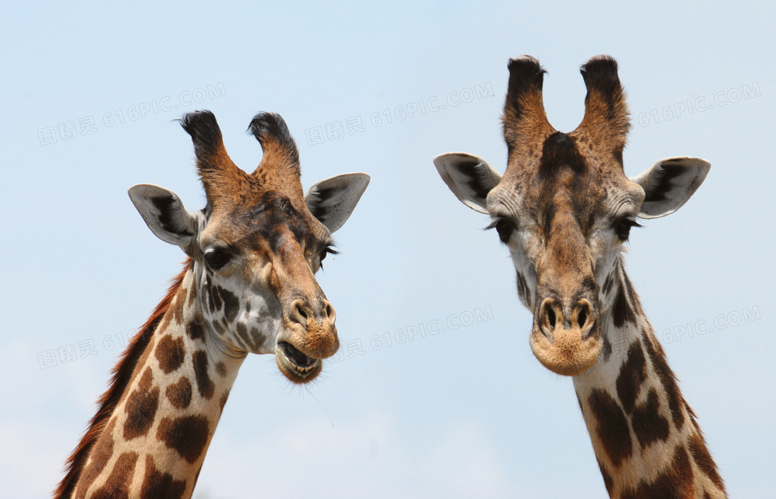 两只长颈鹿的头部特写摄影高清图片