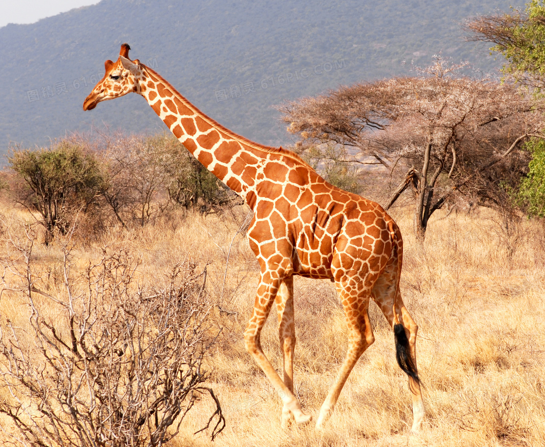 在草原上四处逛着觅食的长颈鹿图片