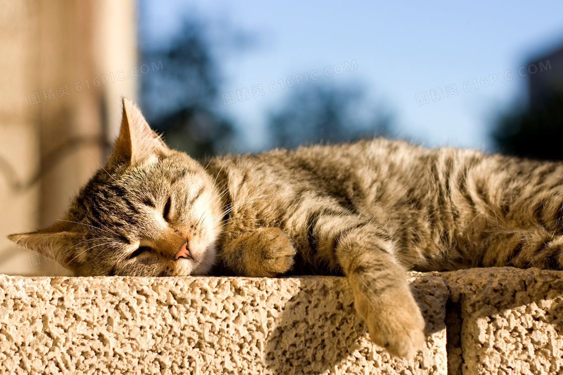 在躺着懒洋洋晒着太阳的猫高清图片