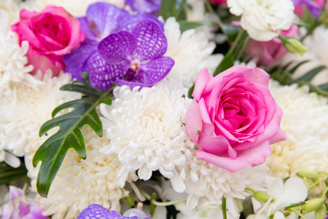 鲜艳玫瑰花与白色的菊花等高清图片