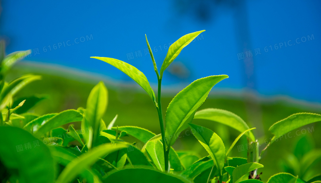 嫩綠色的茶葉植物微距攝影高清圖片