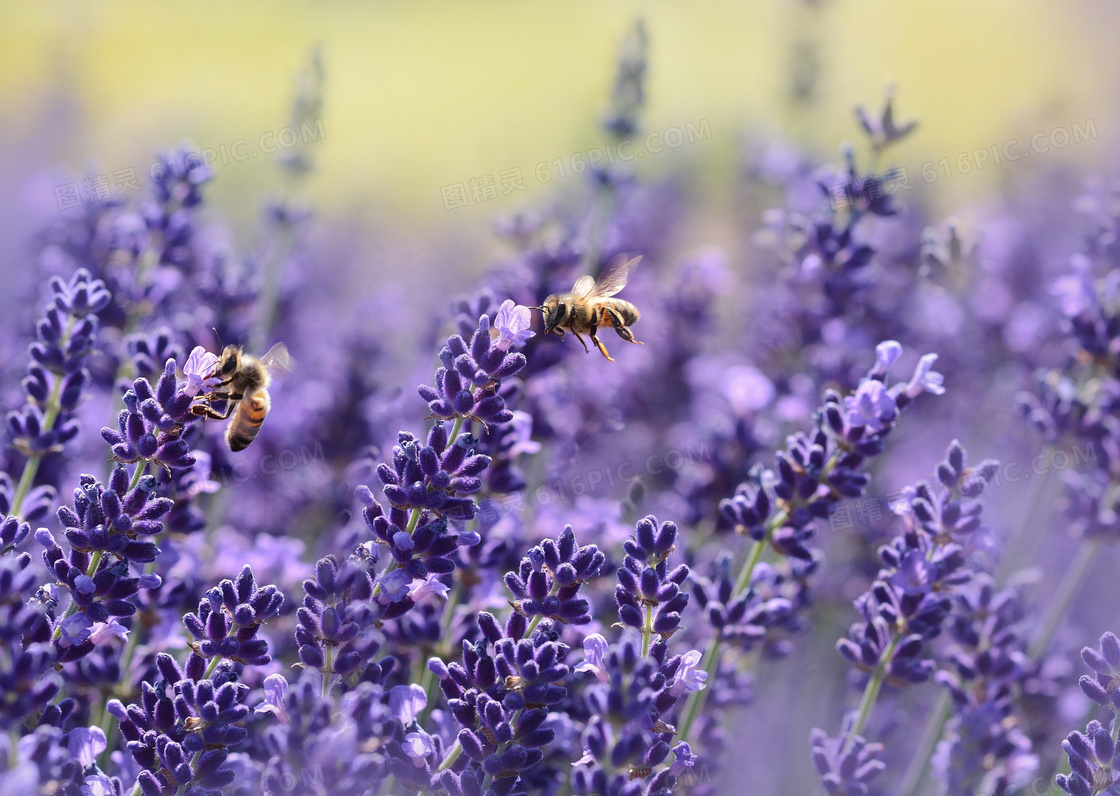 在花丛中勤劳采蜜的小蜜蜂高清图片