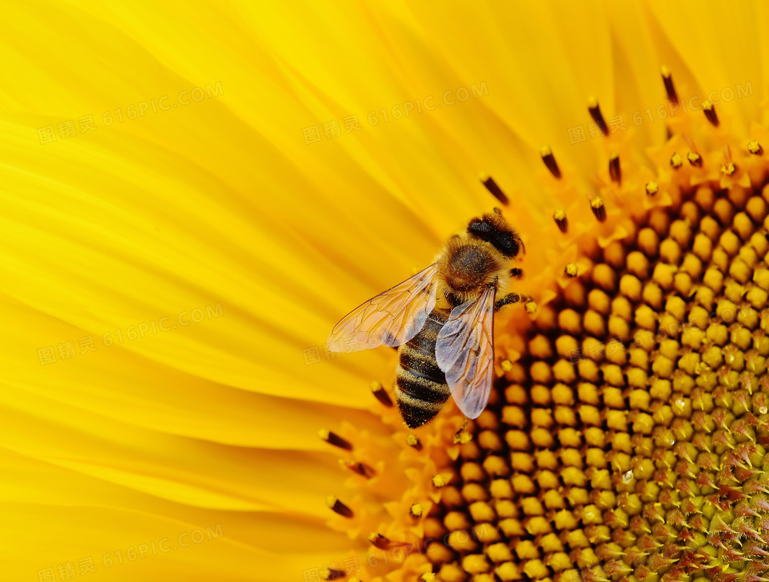 向日葵花盘上的小蜜蜂摄影高清图片