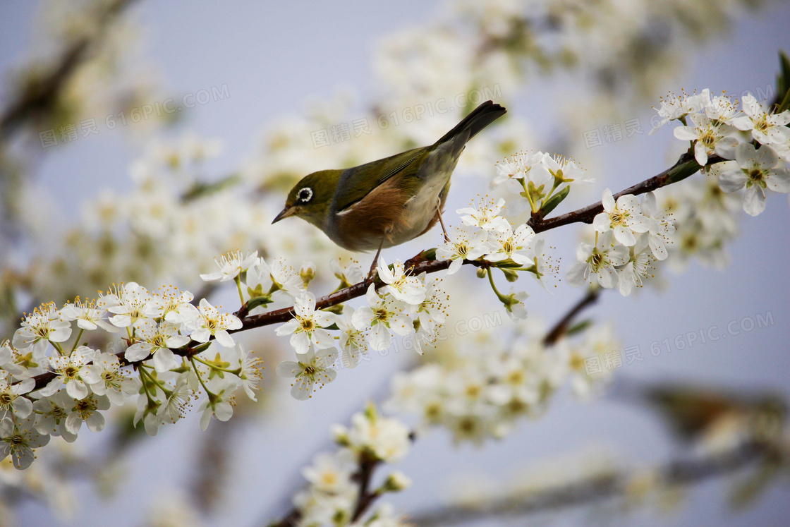 在鲜花树枝上的小麻雀摄影高清图片