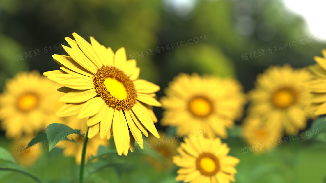 野外田地里的黄色菊花摄影高清图片