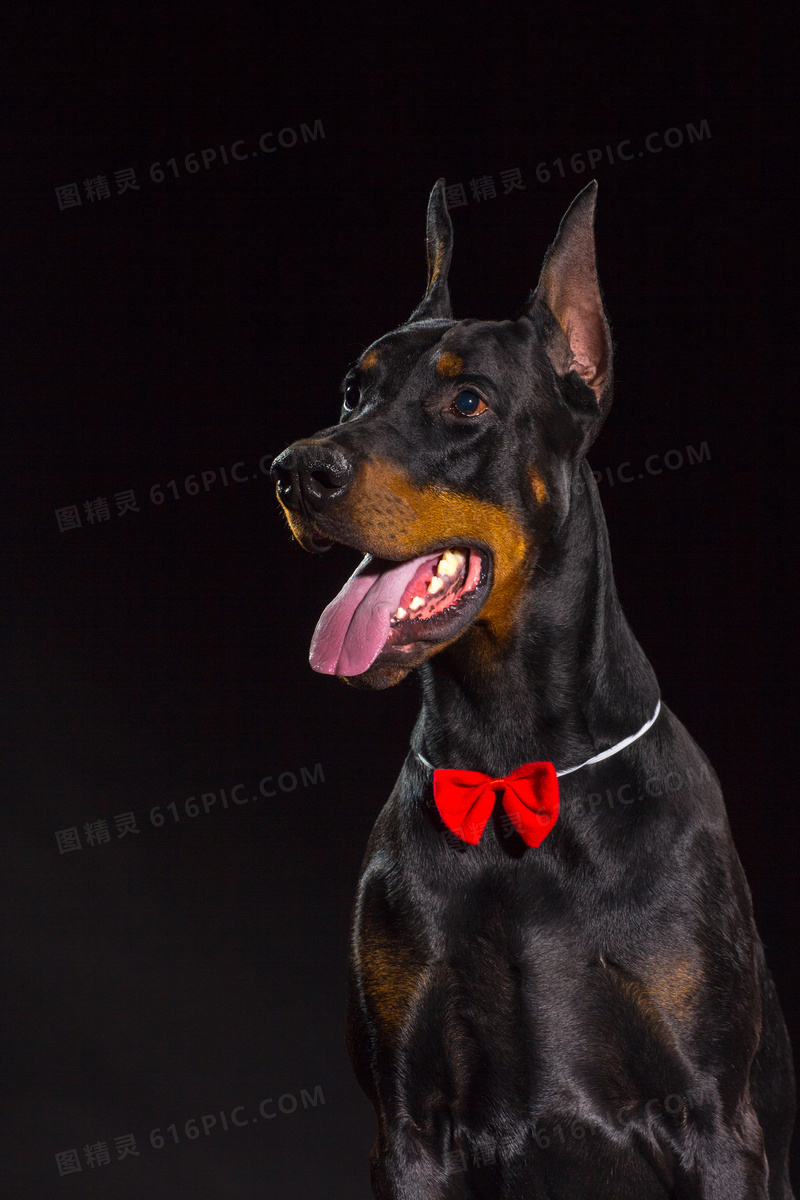 戴着红色领结的杜宾犬摄影高清图片