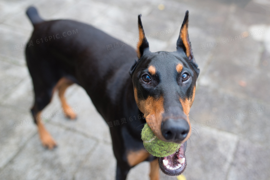 嘴里叼着网球的杜宾犬摄影高清图片