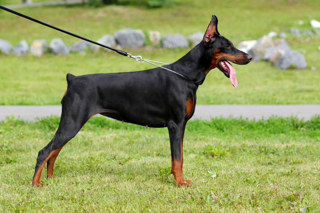 伸着舌头的杜宾犬侧面摄影高清jpg图片免费下载_编号vdphyk6mv_图精灵