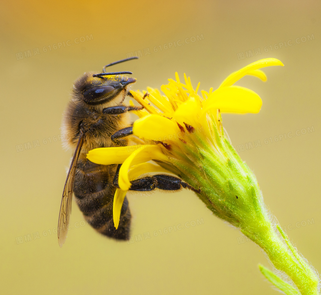 在黄色鲜花上忙活儿的蜜蜂高清图片