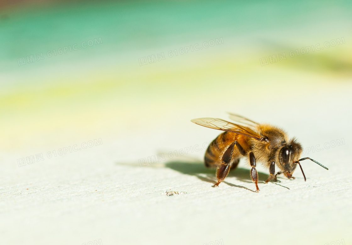 清晰可见到绒毛的蜜蜂特写高清图片