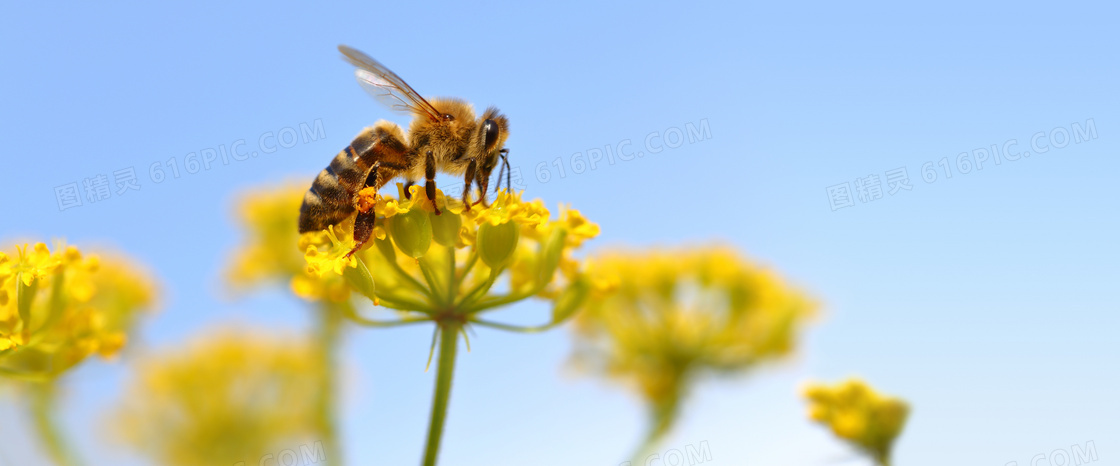 黄色鲜花上的蜜蜂微距摄影高清图片