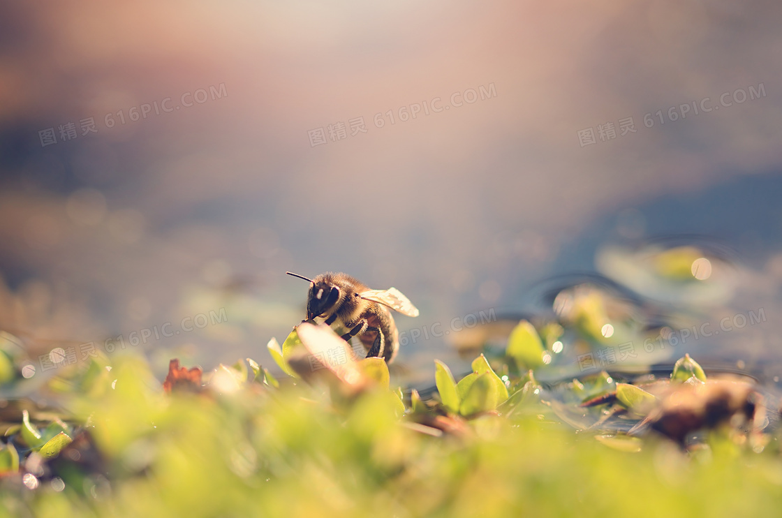 停在绿叶上的蜜蜂特写摄影高清图片