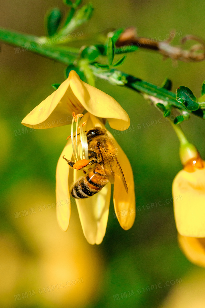 黄色花枝上的辛勤蜜蜂摄影高清图片