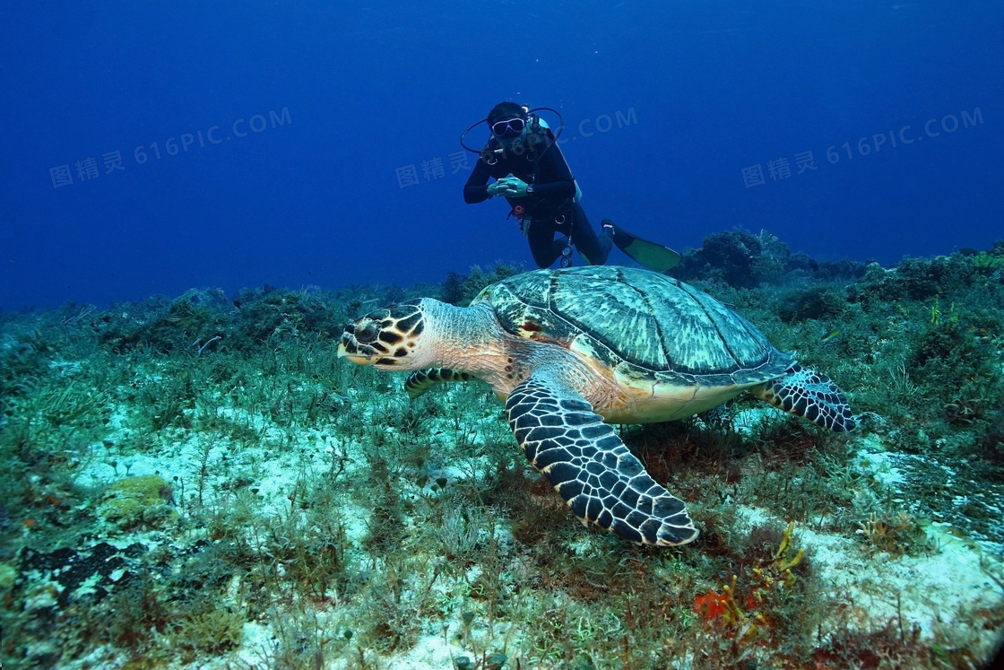 潜水员与在游着的海龟摄影高清图片
