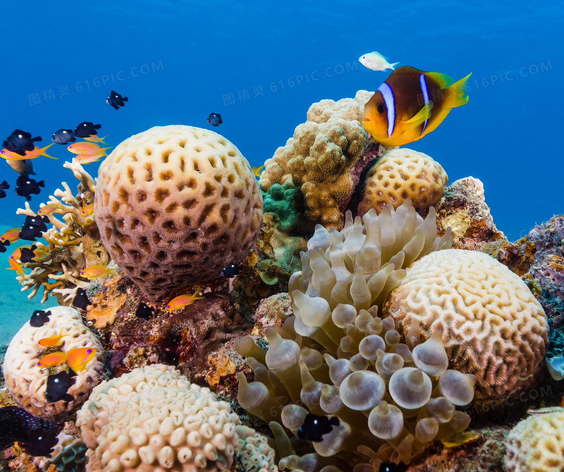 围绕着珊瑚游动的鱼群摄影高清图片