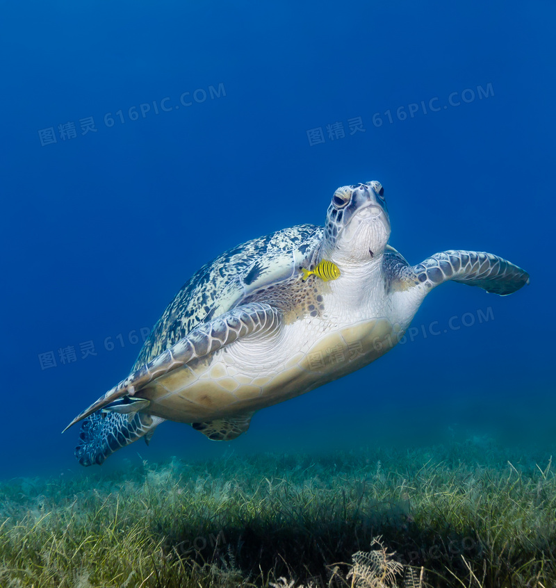海水里游着的海龟特写摄影高清图片