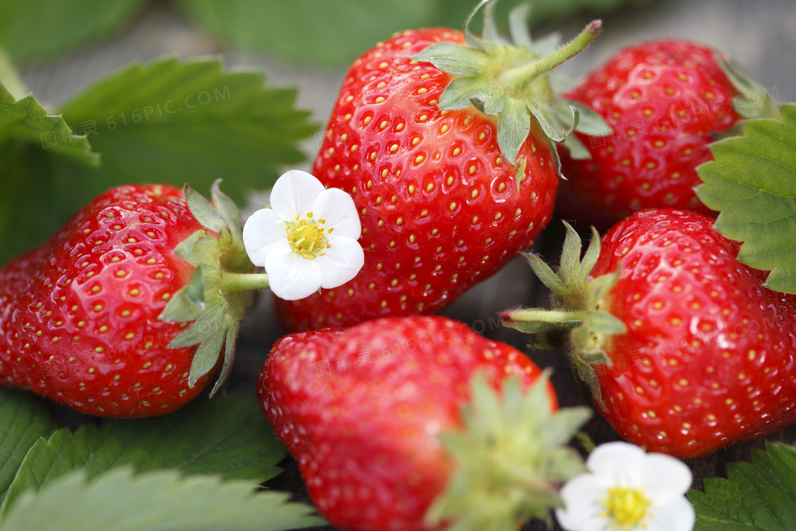 小白花装饰的新鲜草莓摄影高清图片