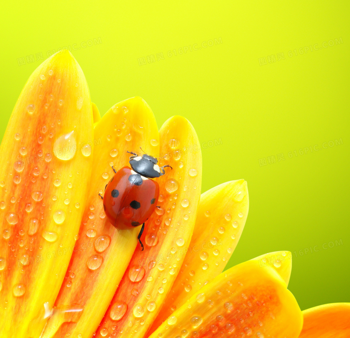 黄色鲜艳花朵上的瓢虫摄影高清图片