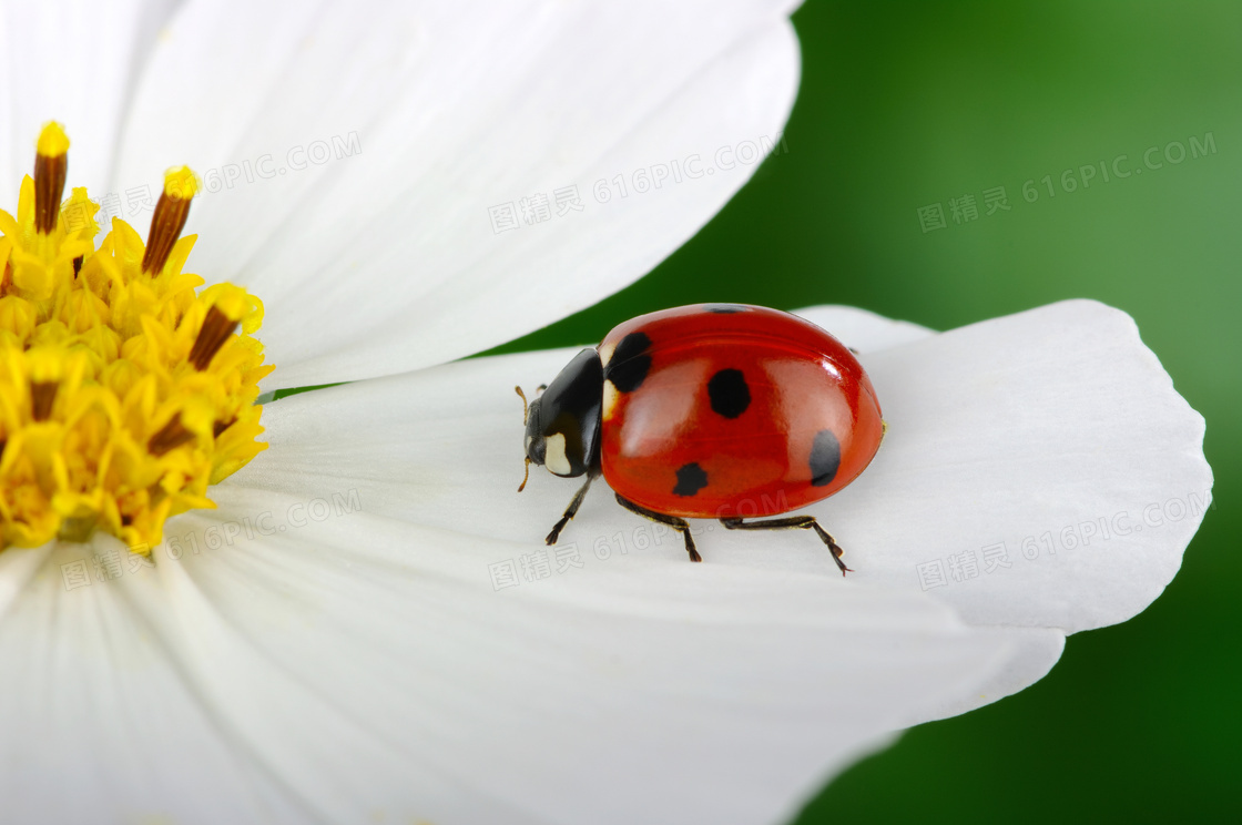 白色花朵上的瓢虫特写摄影高清图片