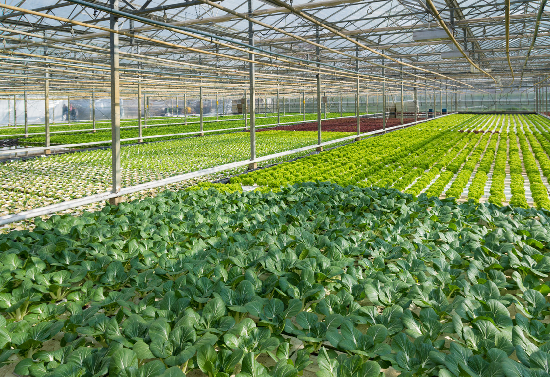 大棚温室内的蔬菜种植摄影高清jpg图片免费下载