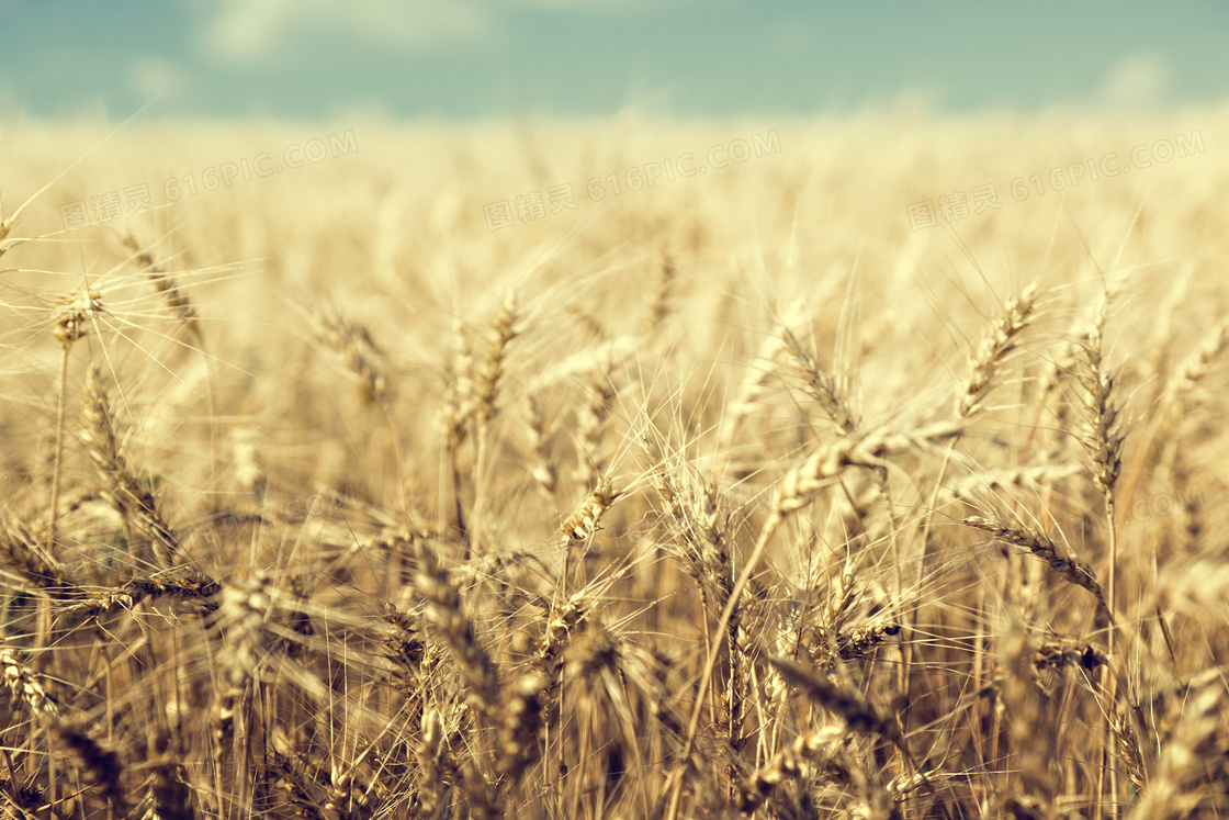 农田中的小麦麦穗特写摄影高清图片