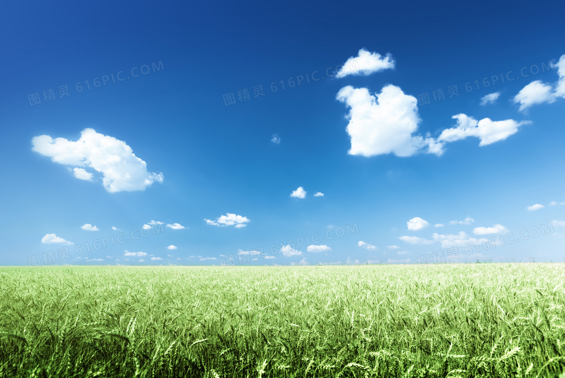 蓝天白云与规模化麦田风光高清图片
