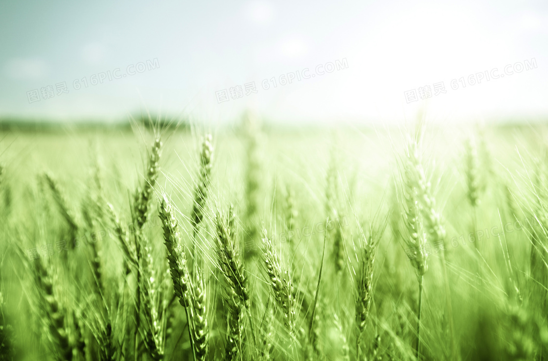 绿绿的小麦穗近景特写摄影高清图片