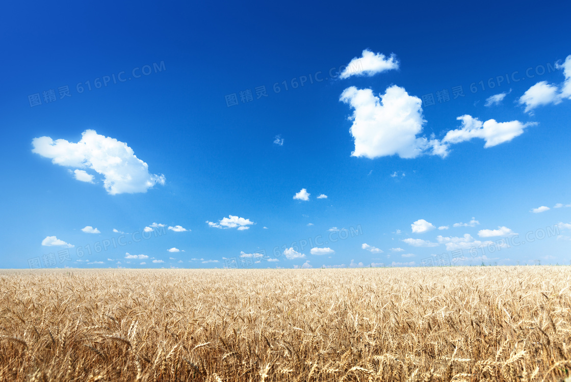 麦田与在蔚蓝天空中的云朵高清图片