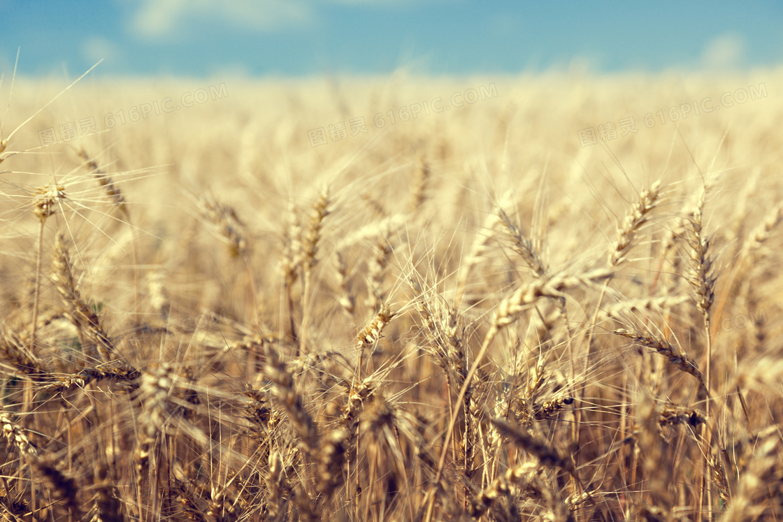 农田里的小麦近景微距摄影高清图片