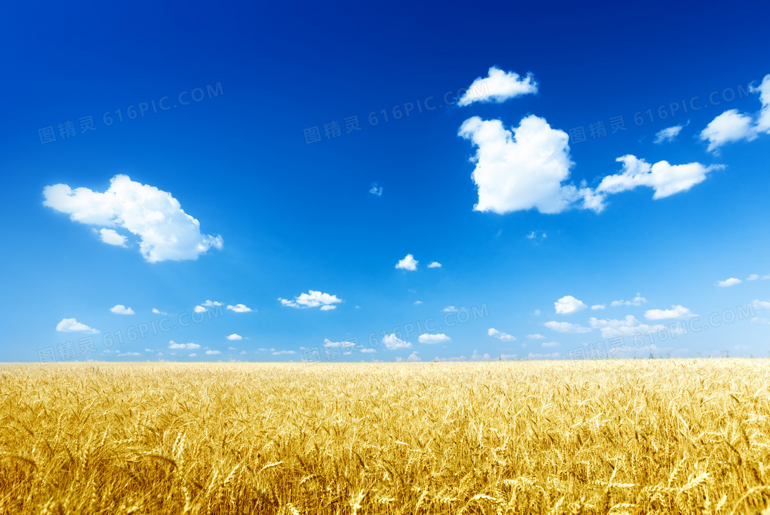 朵朵白云与成熟的小麦摄影高清图片