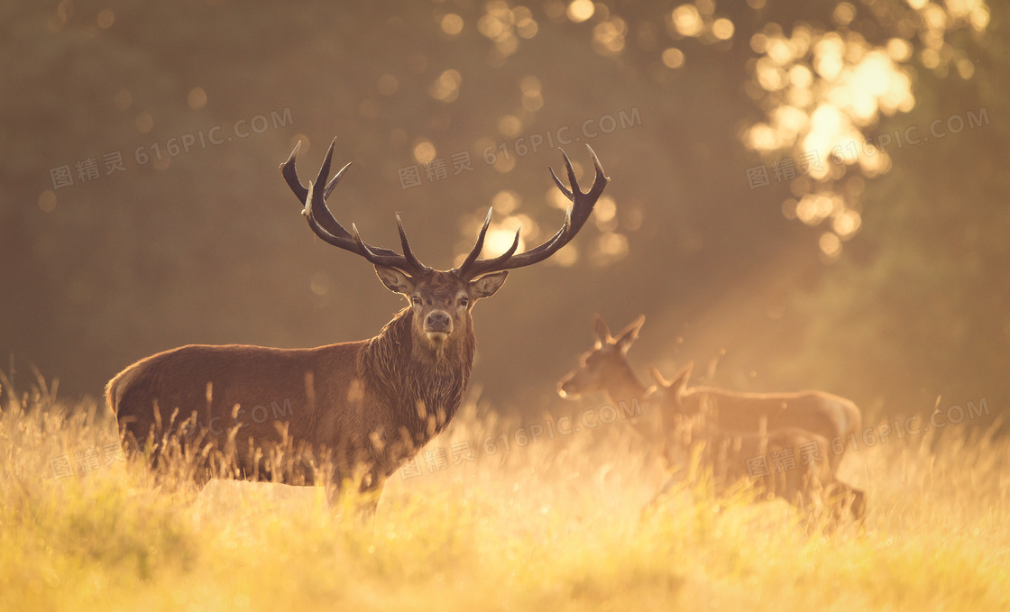 零散出没在草原的红鹿摄影高清图片