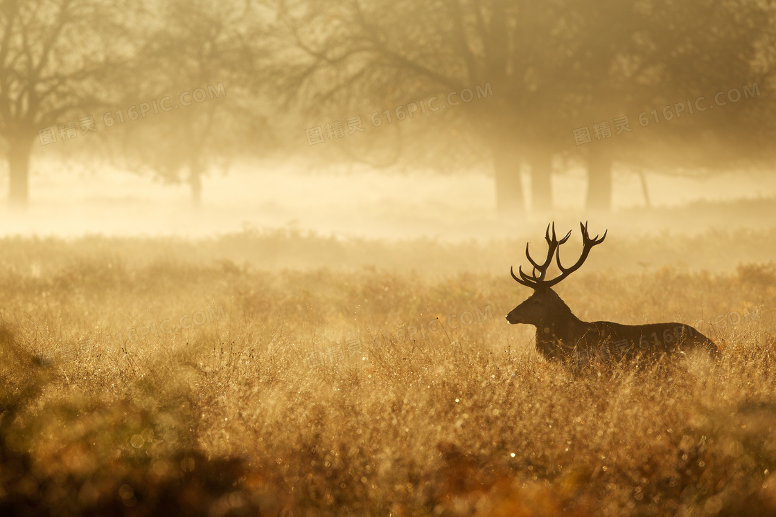 雾气缭绕草丛中的红鹿摄影高清图片