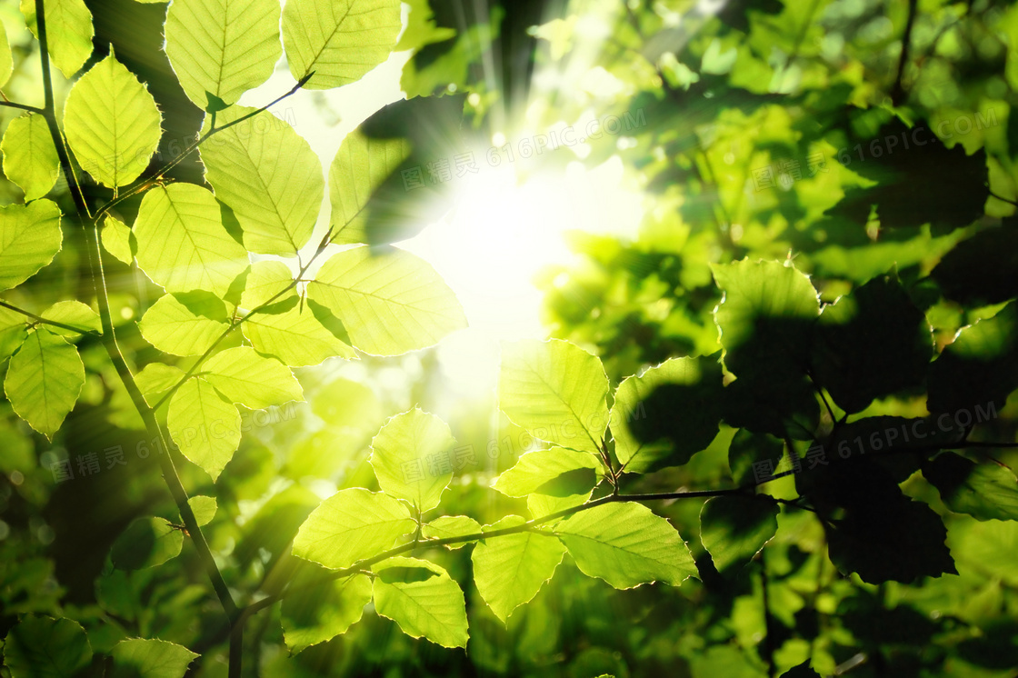 阳光照耀下的绿叶逆光摄影高清图片