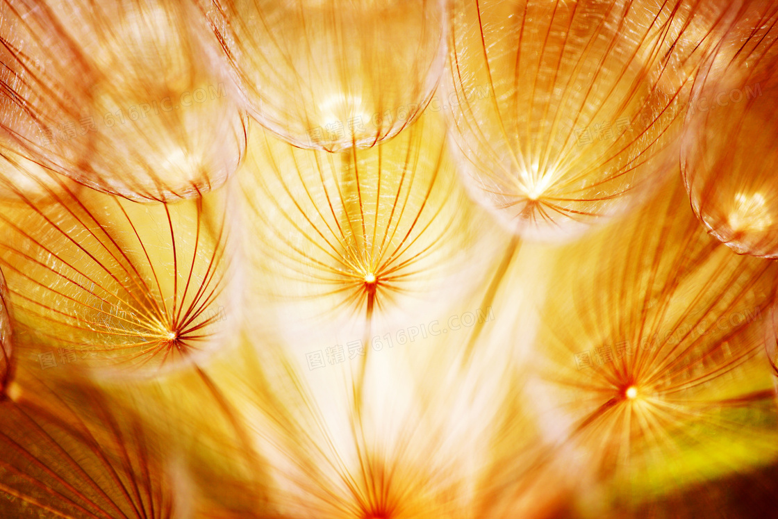 菊科植物特写微距逆光摄影高清图片