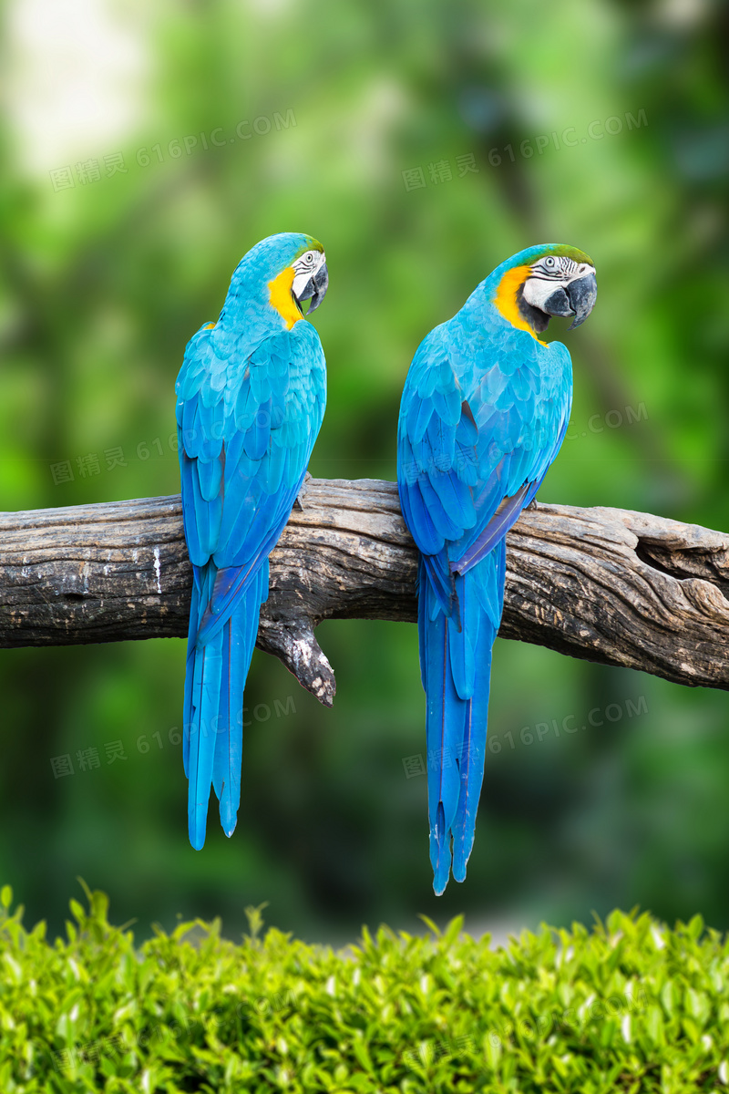 枯木上的两只蓝色鹦鹉摄影高清图片