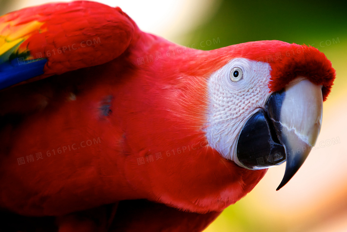 红色金刚鹦鹉近景特写摄影高清图片