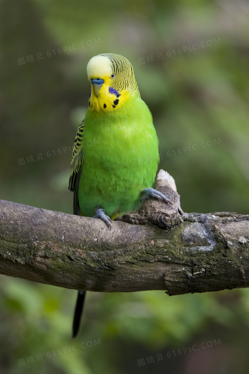 树枝上的绿色鹦鹉特写摄影高清图片