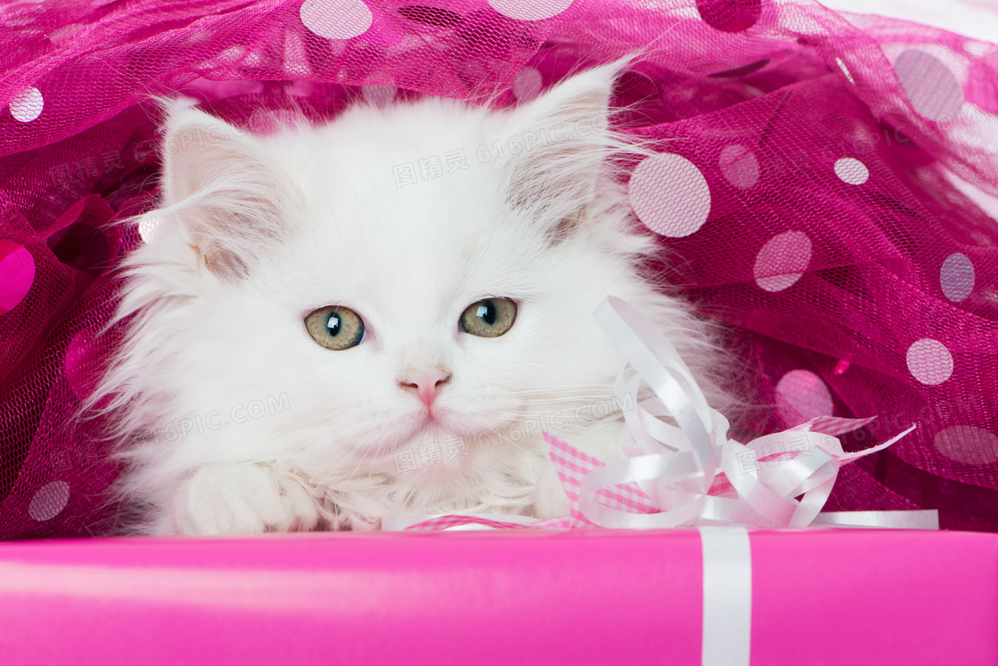 趴在礼物盒上的白色波斯猫摄影图片