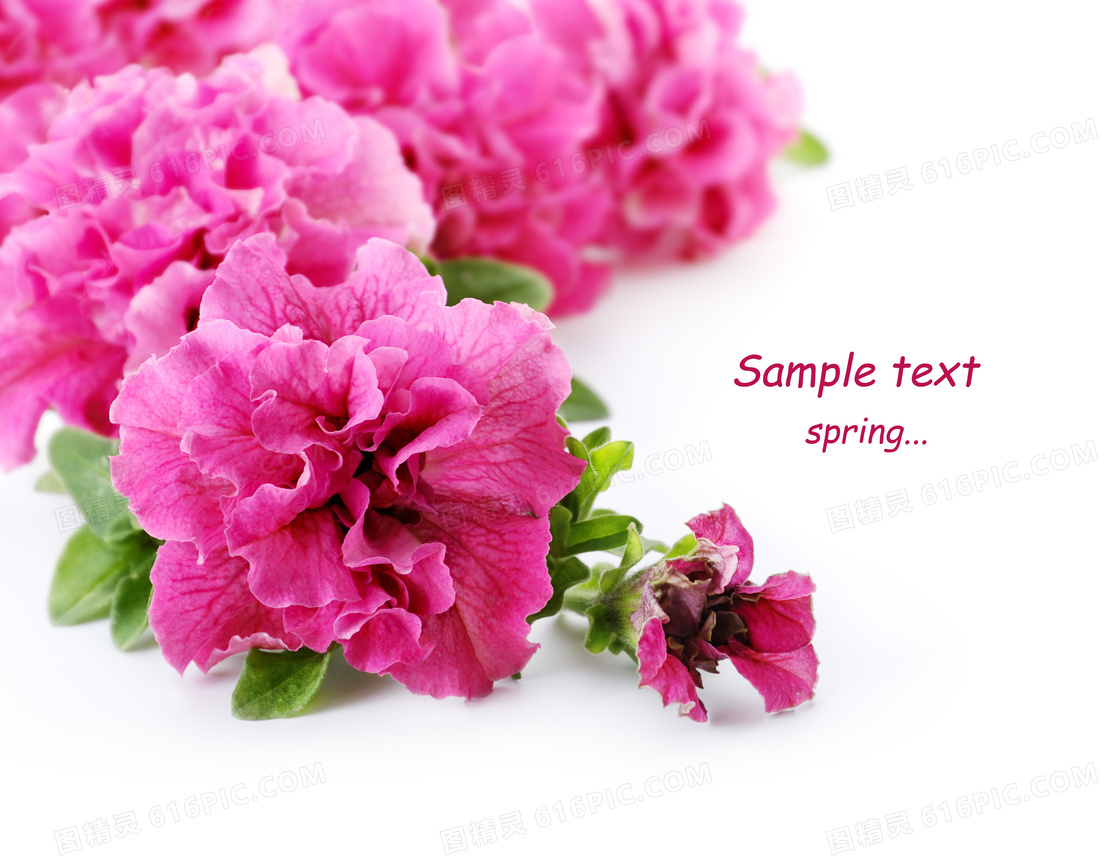 鲜艳粉红色的花朵微距摄影高清图片