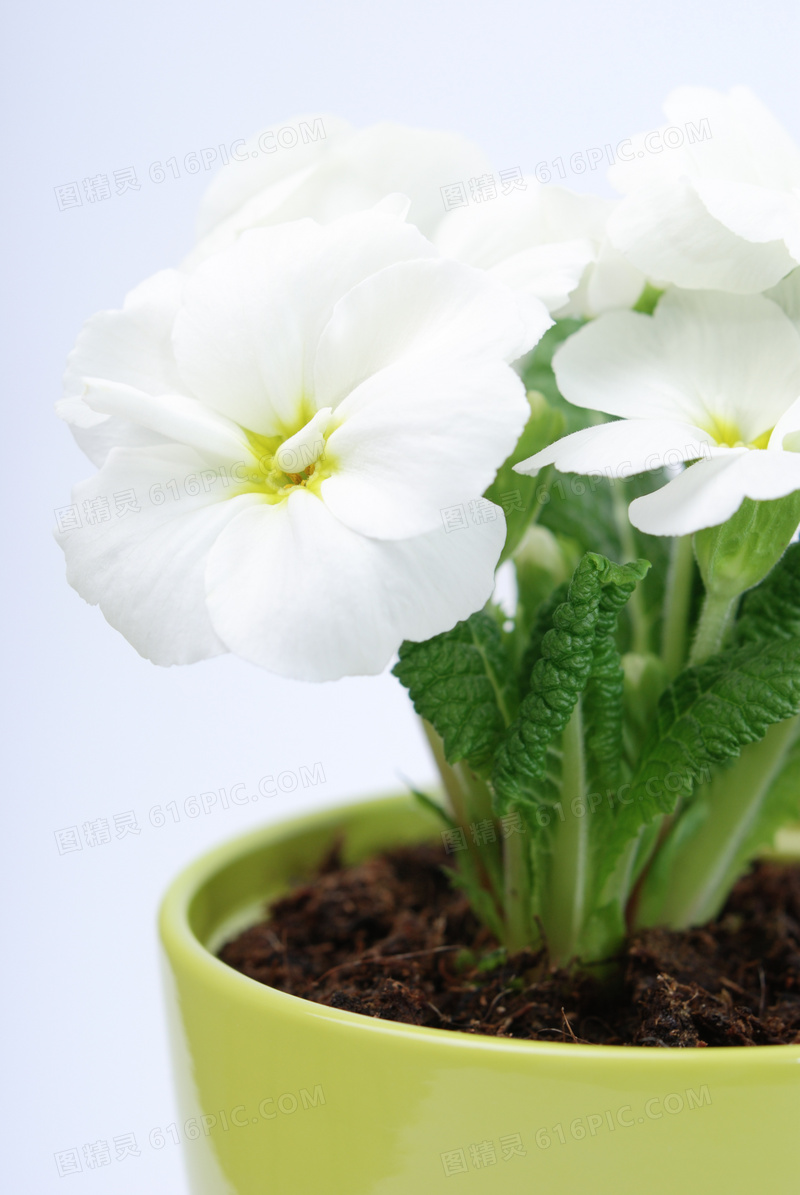 生长在花盆里的白色花摄影高清图片