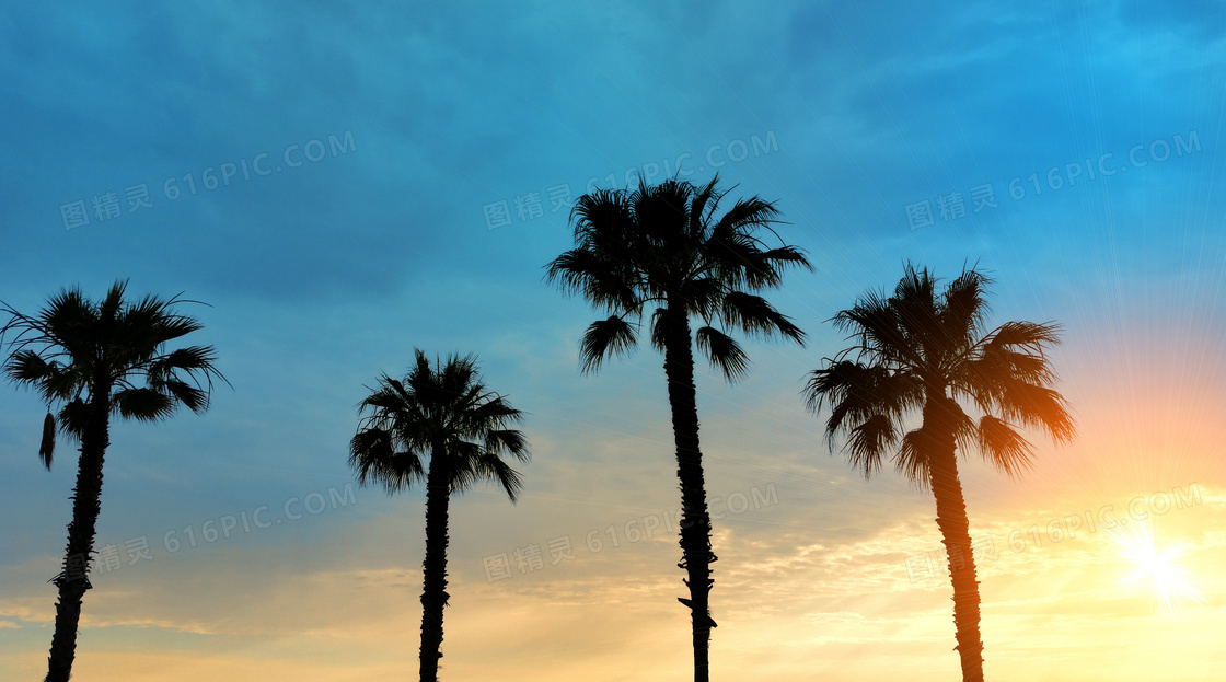 阳光照耀下的椰树剪影摄影高清图片