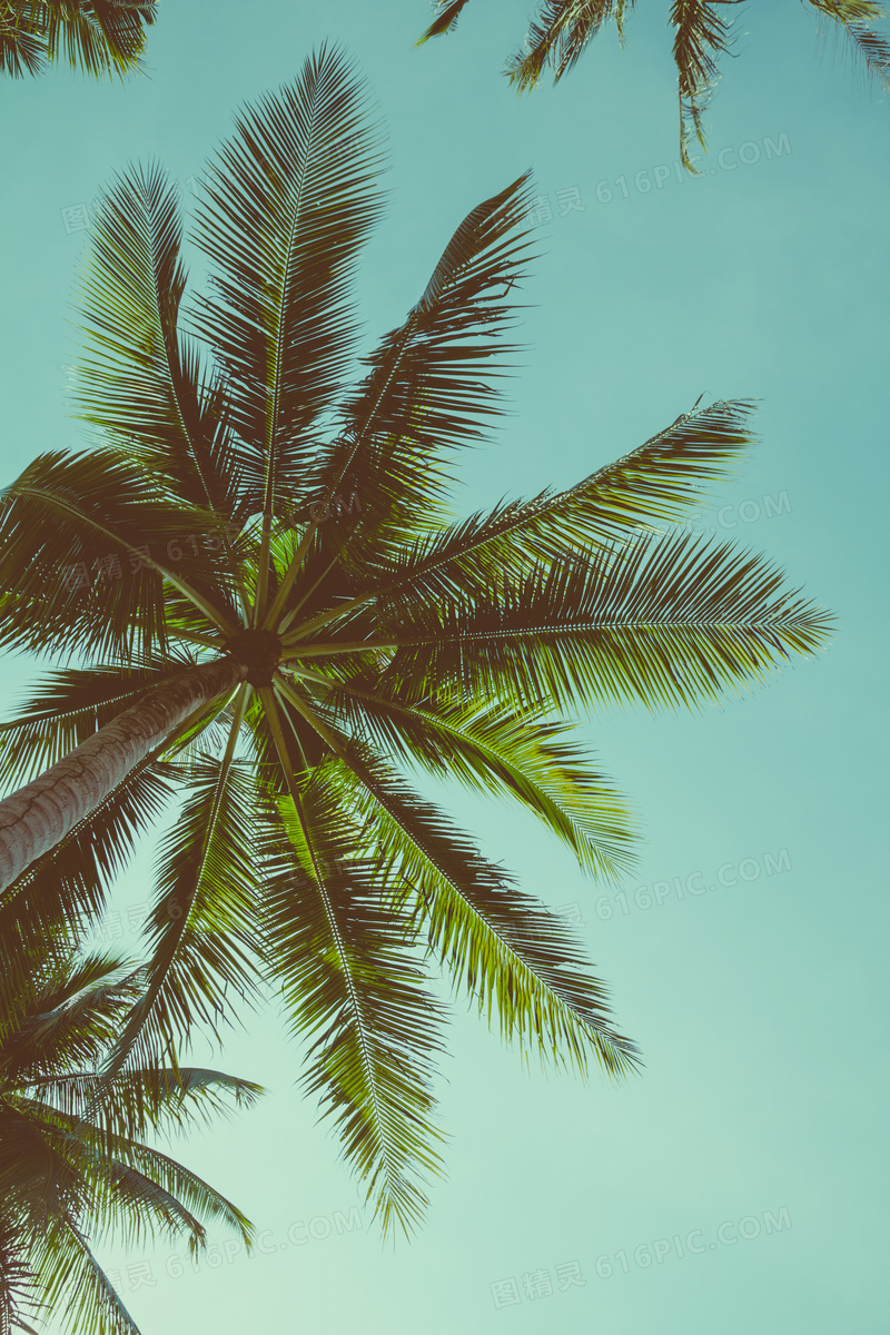 晴朗天空椰树仰拍视角摄影高清图片