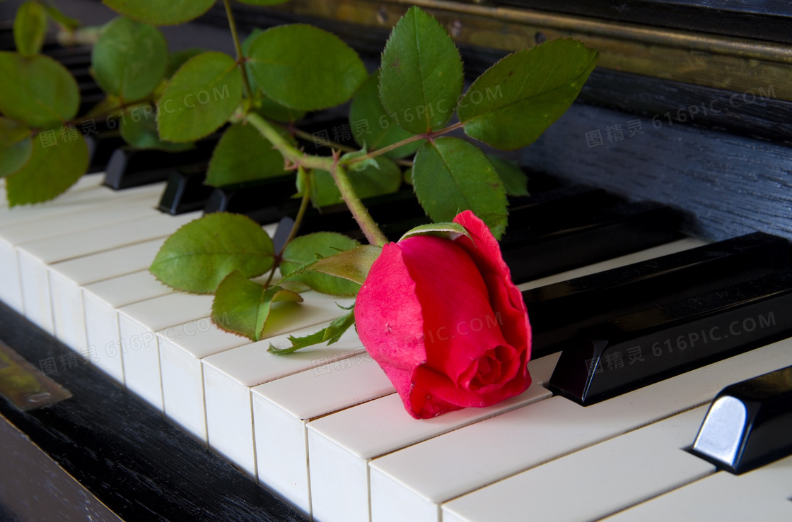 钢琴琴键上的绿叶红花摄影高清图片