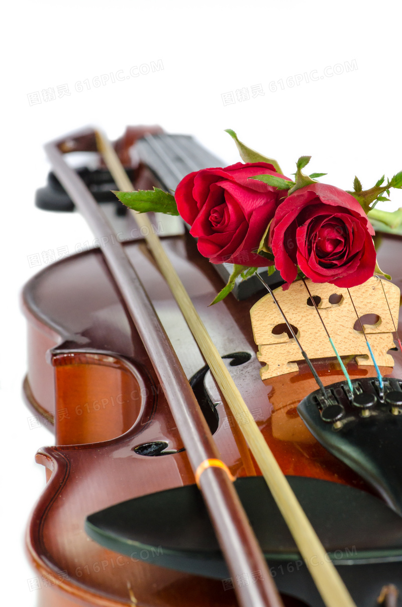 摆放在小提琴上的玫瑰摄影高清图片