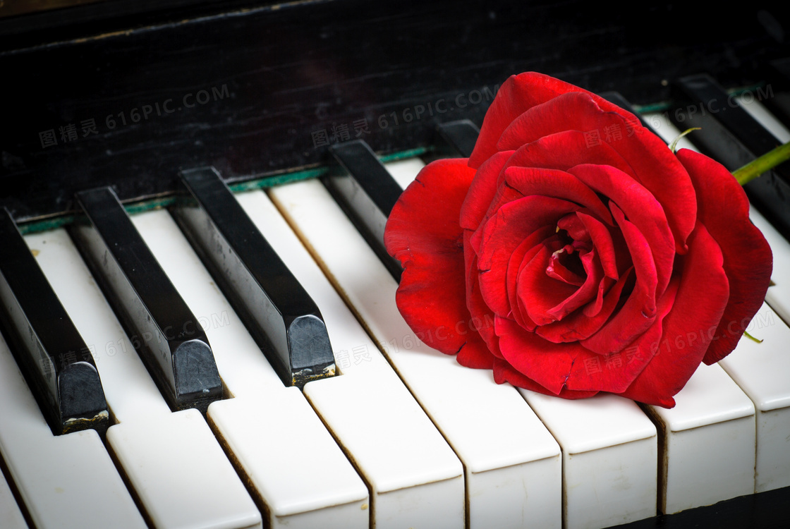 琴键上的鲜艳玫瑰花朵特写高清图片