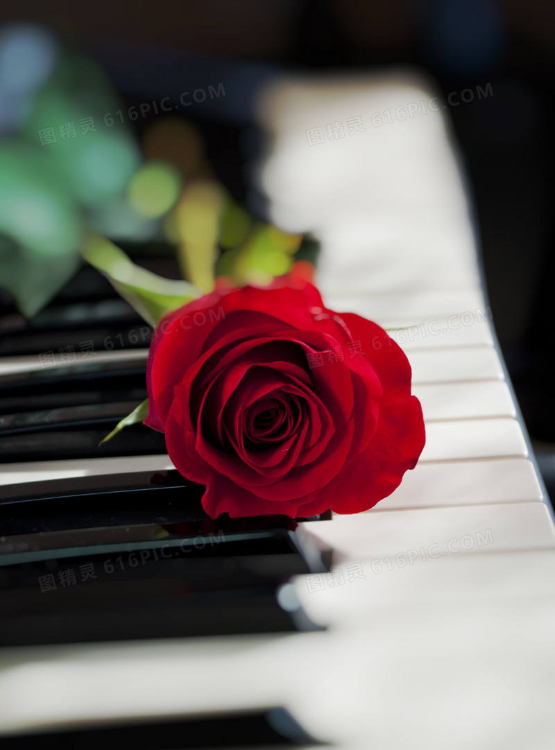 在琴键上的红色一枝花近景高清图片