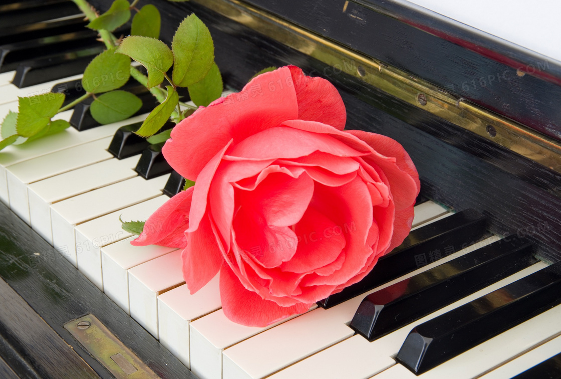 黑白琴键上的红色鲜花特写高清图片